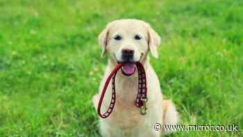 Five dog breeds most likely to be ill this summer