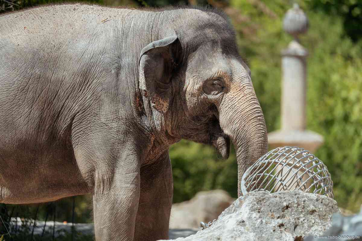 Tierpark Hellabrunn erwartet Nachwuchs im Elefantenhaus