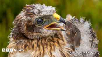 The remarkable survival story of a Langholm Moor hen harrier