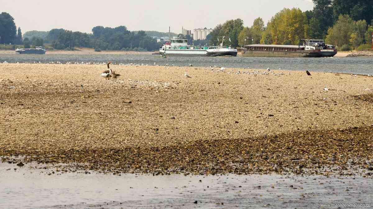 Trockenheit und Hitze: Rhein-Niedrigwasser verteuern Warentransport