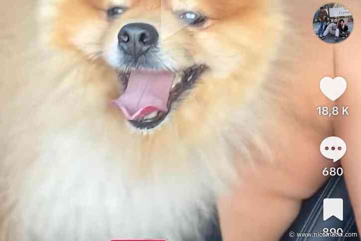 « Le chien a failli se faire écraser » : un Tiktokeur au million d’abonnés recherche le propriétaire du Spitz allemand qu’il a sauvé dans le Var