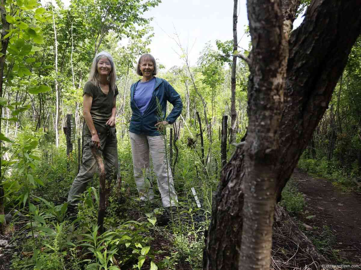 How Ottawa volunteers are leading the fight against invasive plants