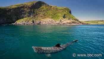 An up-close encounter with giant sharks in Ireland