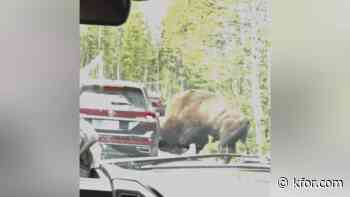 WATCH: Bison rams car, causing flat tire in frightening encounter at Yellowstone National Park 
