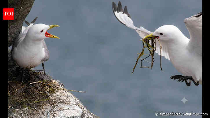 Researchers made flying harder for Alaskan Seabirds; only 67% returned, survivors bred better