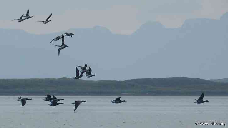 Lawsuits seek to overturn permit for road construction through Alaska wildlife refuge