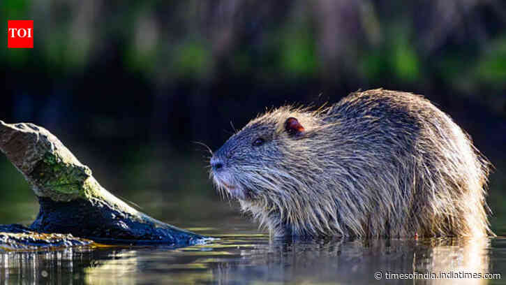 One of the world's largest rodents was imported for fur farming in North America; today it's devastating wetlands and riverbanks across US