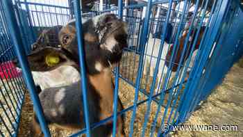 Huntington County 4-H Fair returns this week