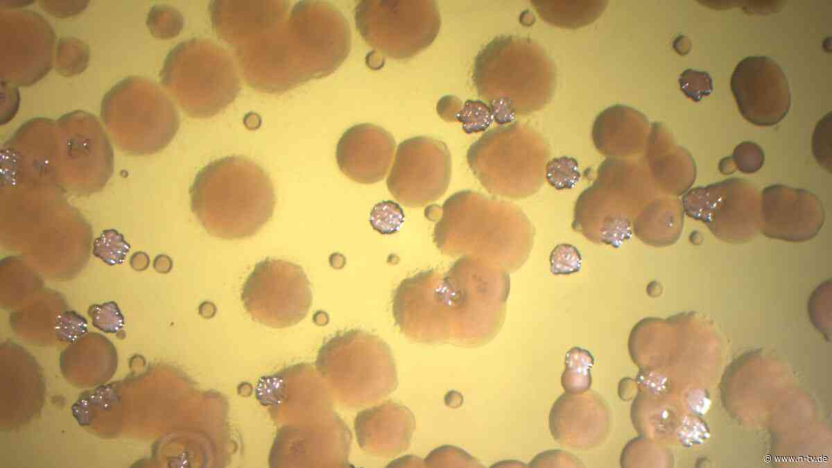 Harmloser Keim wird zur Gefahr: Forscher lösen Rätsel zu extremen Antibiotika-Resistenzen