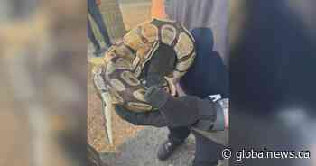 Python recovering after found in vehicle engine compartment in Mississauga