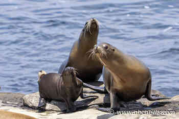 Video appears to show man kicking sea lion on California beach, sparking federal probe