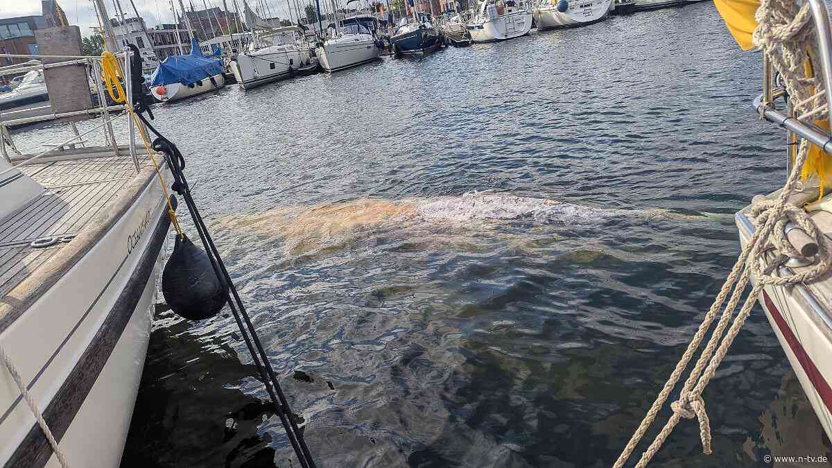 Nach Sichtung in Ostsee: Wal im Hafen von Wismar aufgetaucht