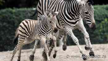 Zebra rennt auf und ab – neuer Tierleid-Vorwurf gegen den Tierpark Hagenbeck