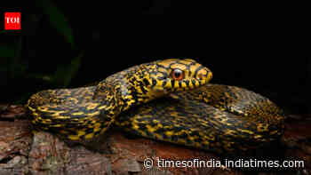 King Ratsnake eats deadly cobras and vipers; genome mapping reveals how it survives venom