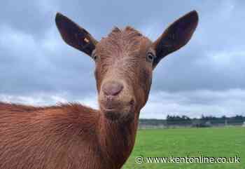 Emotional reunion after stolen goat found by roadside but sister still missing