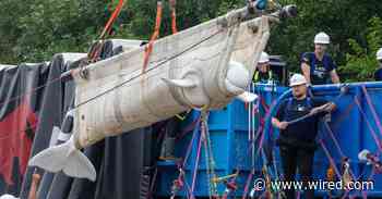 Inside the Wild Rescue Mission That Took 4 Beluga Whales to Chicago