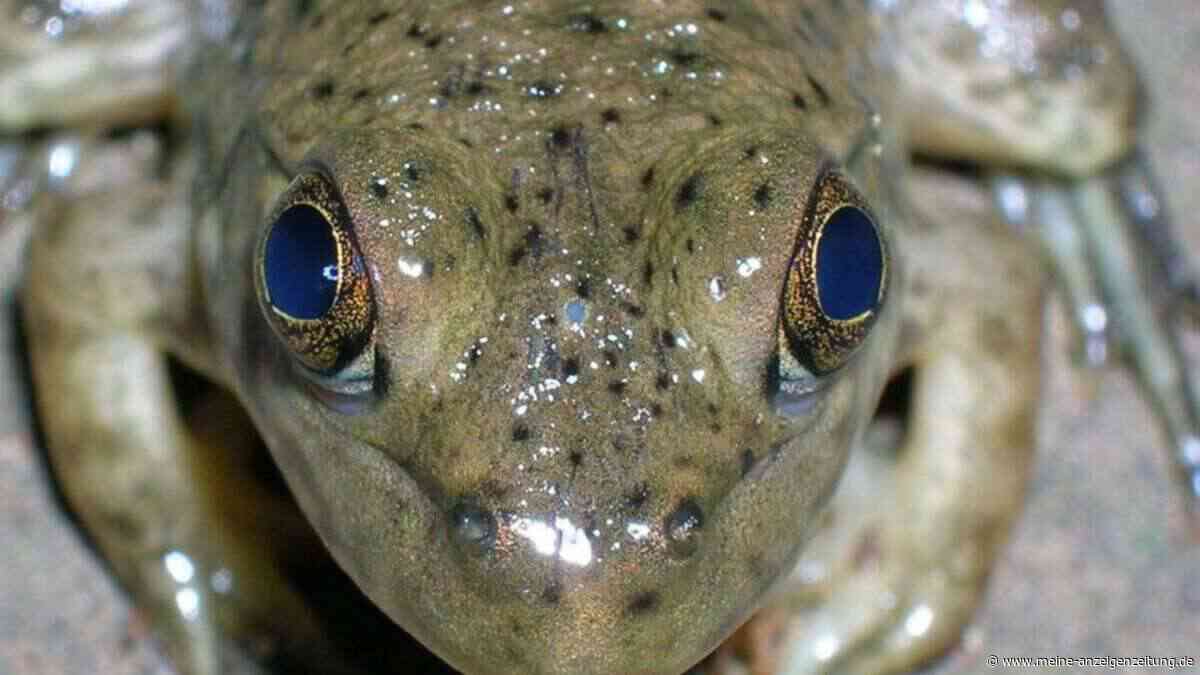 Haben wir unsere Augen von einem Urzeit-„Zyklopen“ geerbt?