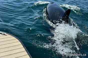 Rare sightings of killer whale: Nova Scotia boaters warned to keep their distance