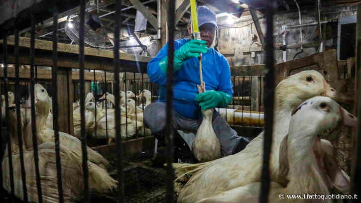Il Brasile vieta la produzione e la vendita di foie gras: è il secondo Paese al mondo