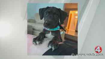 Colter is looking for a forever home