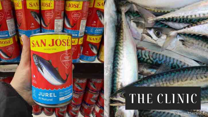 El fenómeno de El Niño “hizo desaparecer el jurel de las costas chilenas”: La razón de su ausencia en los supermercados