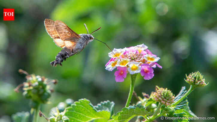 Hummingbird hawkmoths may have their own version of being left-handed or right-handed
