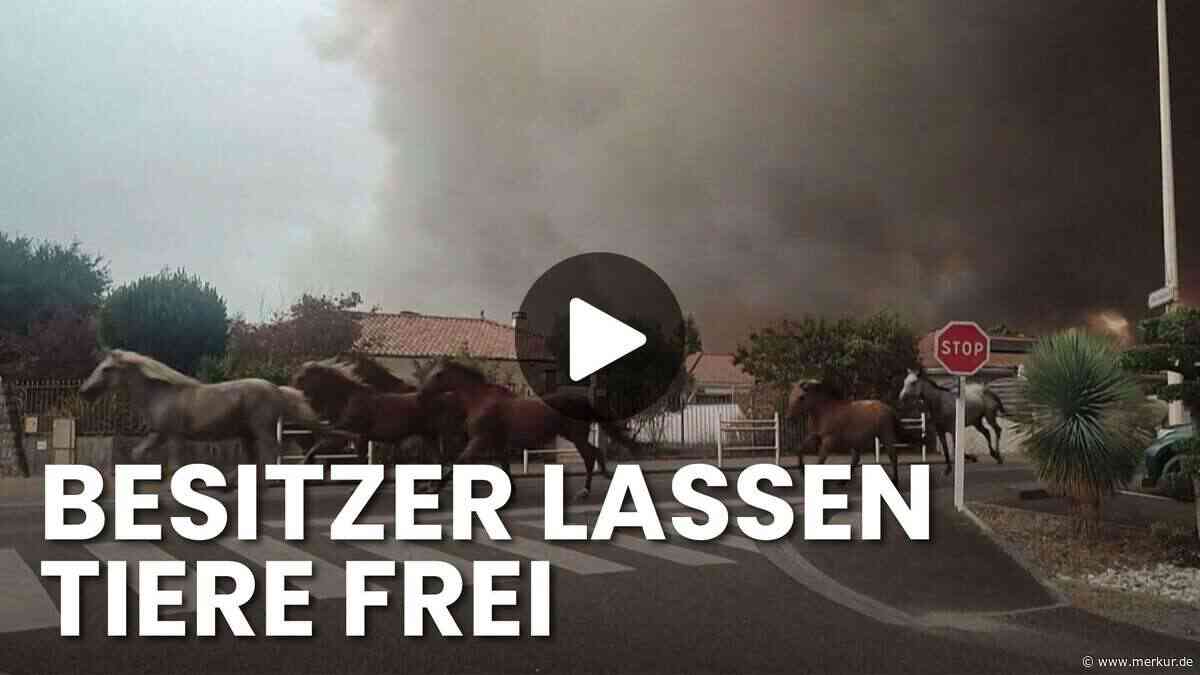 Pferde fliehen vor Flammen in Südfrankreich