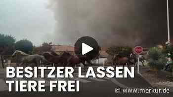 Pferde fliehen vor Flammen in Südfrankreich