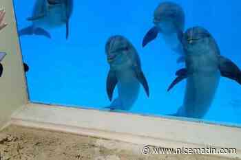 « Il reste prostré » : les premières images des dauphins de Marineland dans leur bassin en Espagne, vive inquiétude des associations pour un dauphin