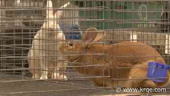Bernalillo County annual 4H fair kicks off