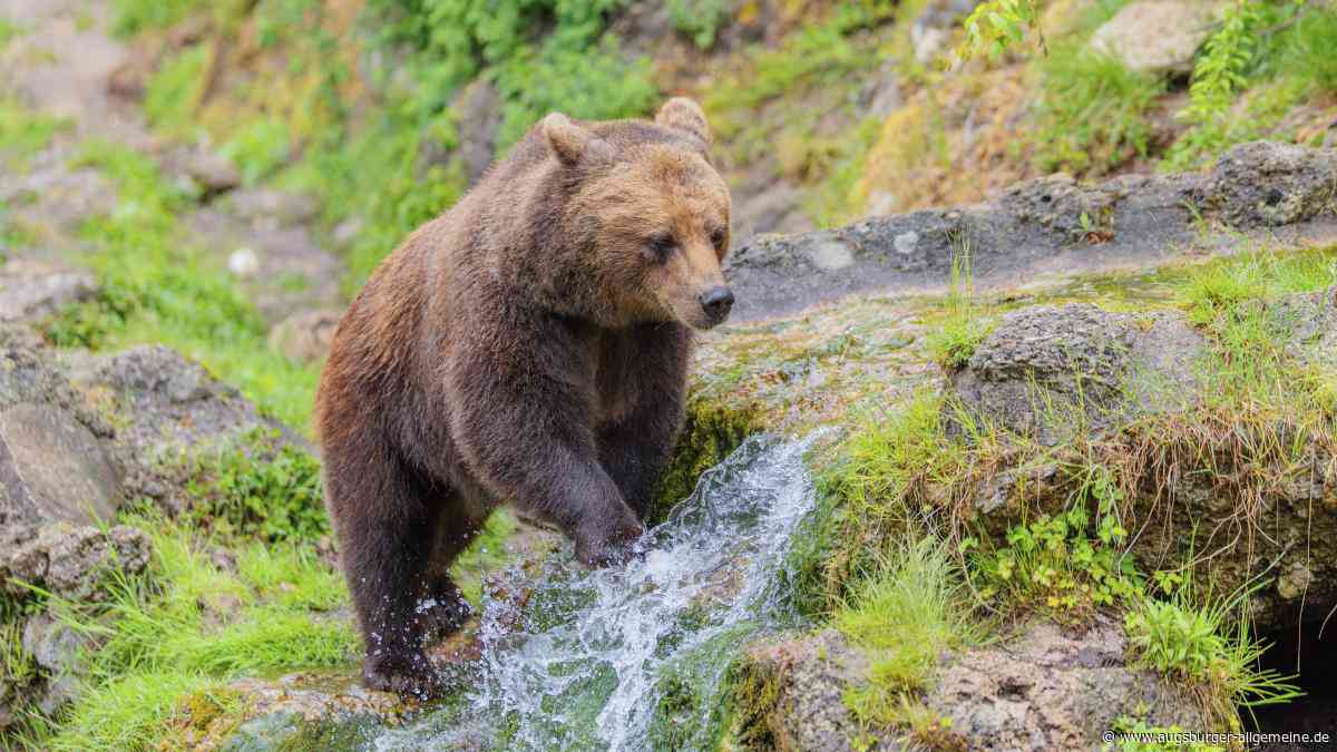 War ein Bär im Oberallgäu unterwegs? Die Laboranalyse sorgt für eine Überraschung