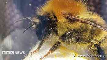 SW coast becomes haven for rare bumblebee