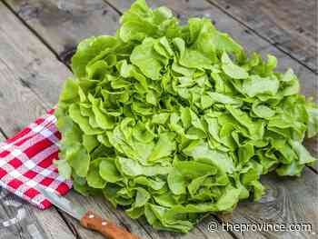 Best lettuces to grow for fall and winter use