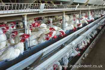 Factory farming could be fuelling spread of common disease which causes food poisoning