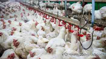 British chickens could be fuelling surge in bug linked to bowel cancer, study suggests