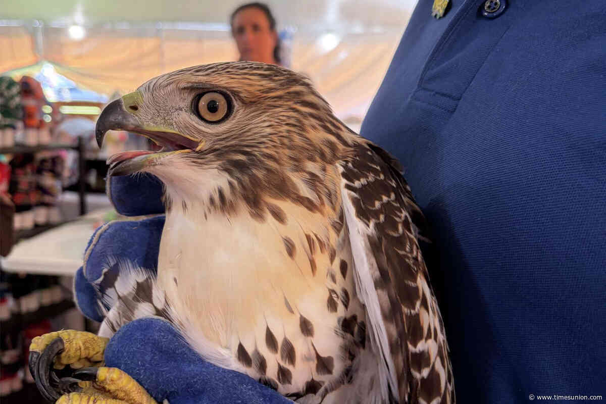 Injured red-tailed hawk finds help at Greene County fair
