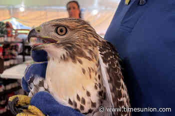 Injured red-tailed hawk finds help at Greene County fair