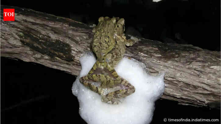 Female African treefrogs mate with several males simultaneously; together they whip up...