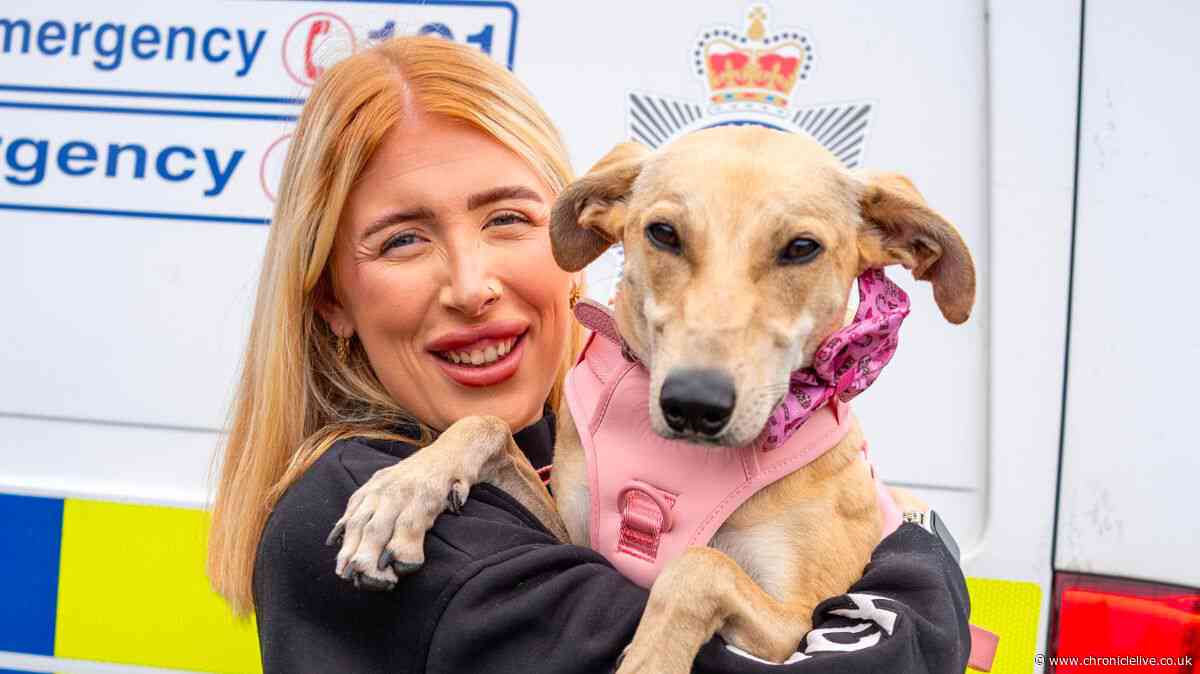 Dog has leg amputated after enduring a 'life of suffering' - but has now been saved