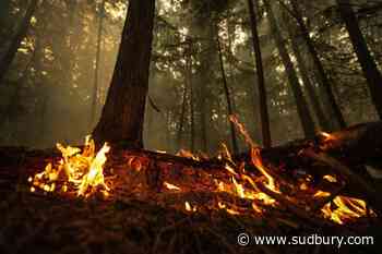 To find the root of Canada's wildfire emissions, look below the trees: study