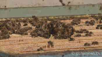 Tough season for Prairie beekeepers due to late spring, potential tariffs in August