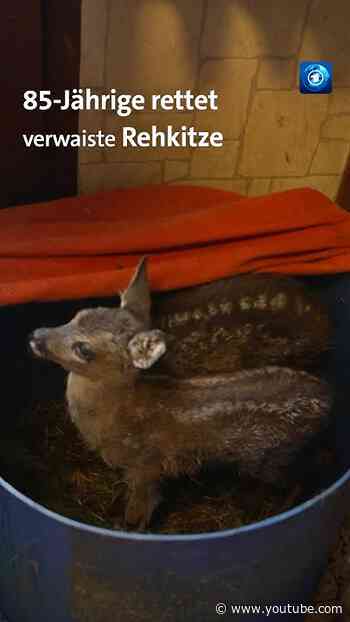 85-Jährige rettet verwaiste Rehkitze #tagesschau #nachrichten #rehkitz