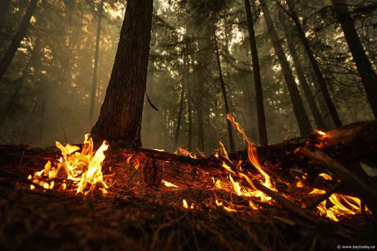 To find the root of Canada's wildfire emissions, look below the trees: study