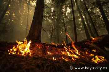 To find the root of Canada's wildfire emissions, look below the trees: study