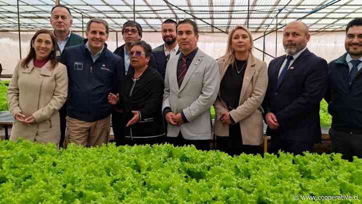 Agricultores hidropónicos de Altos La Portada en Antofagasta se consolidan como proveedores del Estado