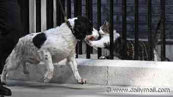 Burnham says he will not move his 'angry little' dog Axel into Downing Street as he 'wouldn't get on' with Larry the cat