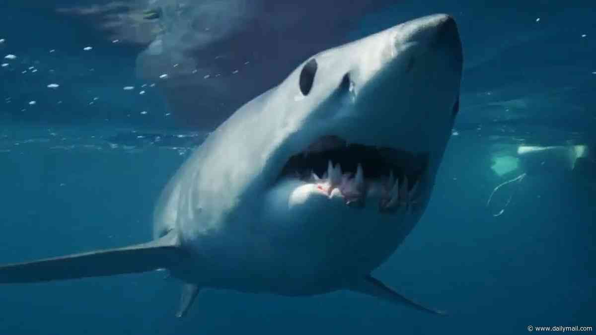 Hunt for world's biggest mako shark uncovers monster that tops 13 feet off California coast
