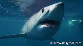 Hunt for world's biggest mako shark uncovers monster that tops 13 feet off California coast