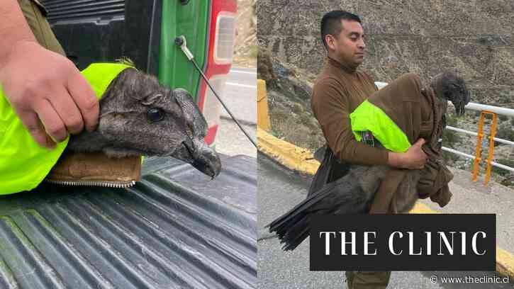 Cóndor fue rescatado a un costado de la Ruta Internacional: estaba solo y herido