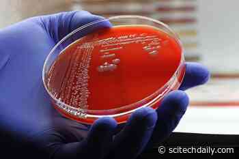 Scientists Turn an Old Antibiotic Back Into a Superbug Killer